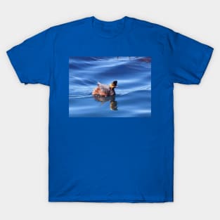 Wild birds, wildlife, nature, Spectacular Grebe, grebes T-Shirt